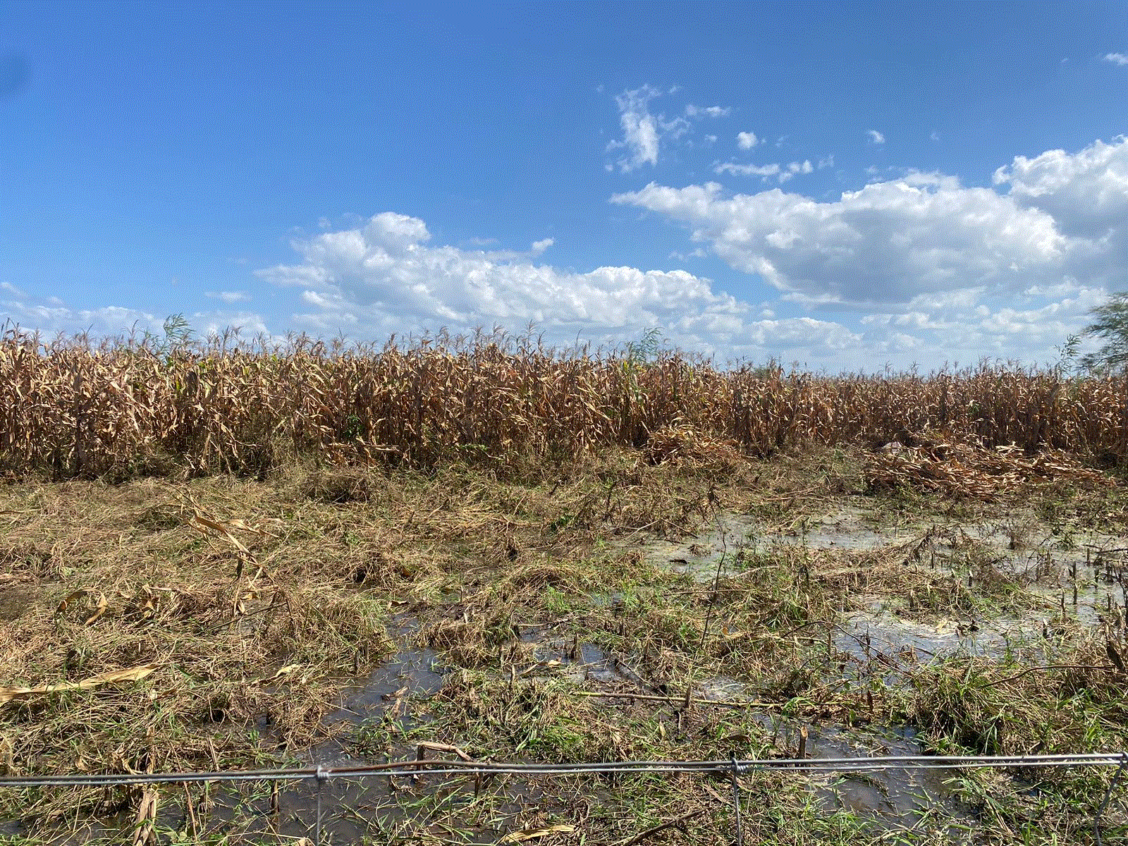 Crise agrícola em Mandimba destrói mais de 117 mil hectares