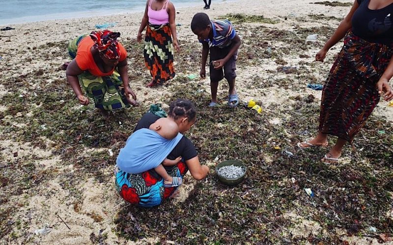 Aparecimento anômalo de peixes levanta alerta de saúde em Pemba