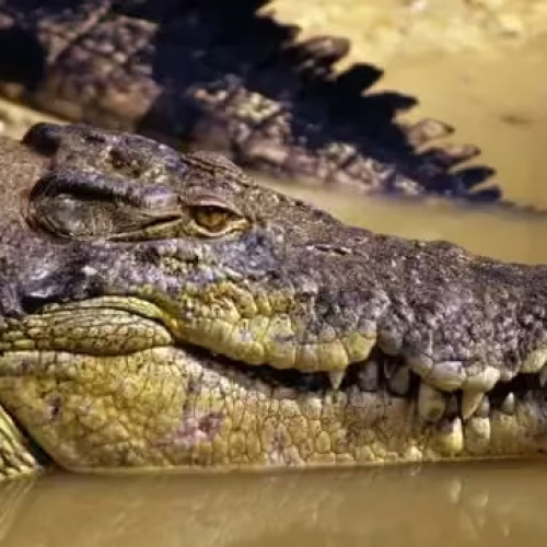 Ataques de crocodilos matam três pessoas em Mocuba