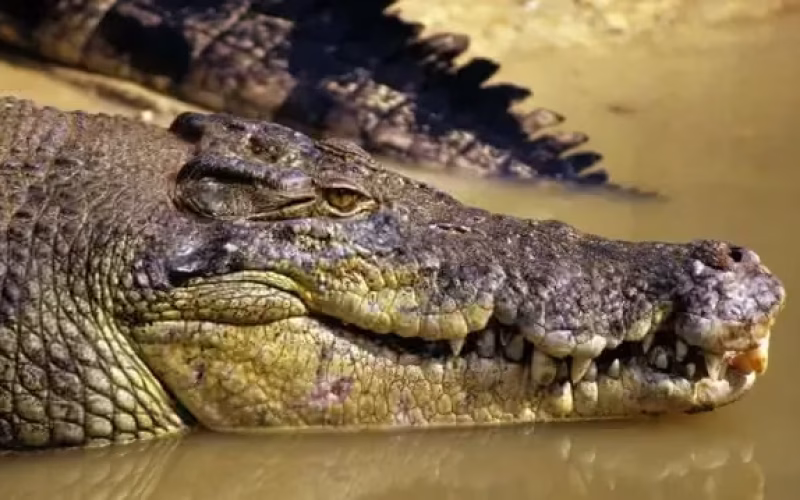Ataques de crocodilos matam três pessoas em Mocuba