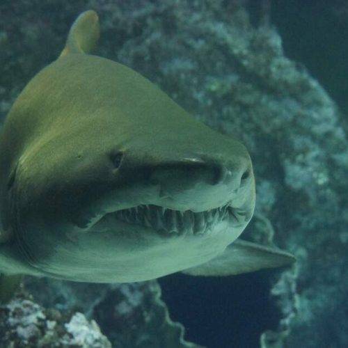 Baía de Inhambane sob alerta após morte de menor com sinais de ataque de tubarão
