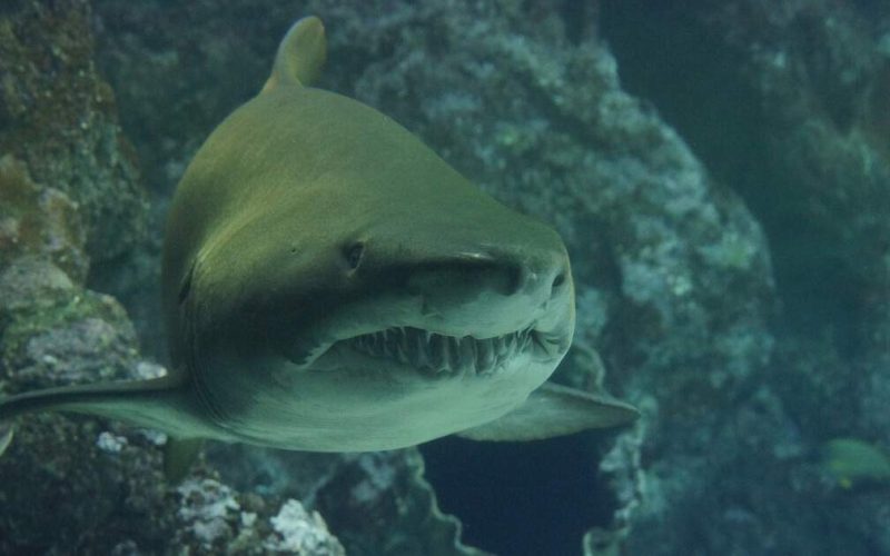 Baía de Inhambane sob alerta após morte de menor com sinais de ataque de tubarão