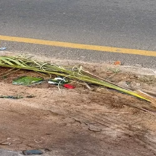 Chapeiro destrói plantas na avenida Eduardo Mondlane em Maputo