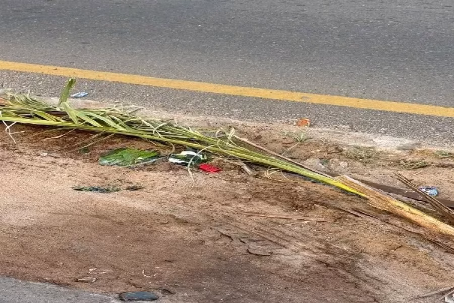 Chapeiro destrói plantas na avenida Eduardo Mondlane em Maputo
