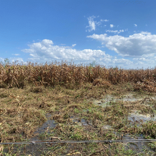 Crise agrícola em Mandimba destrói mais de 117 mil hectares