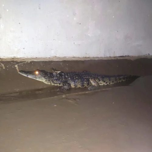Dois crocodilos encontrados em estruturas de drenagem na Baixa de Maputo