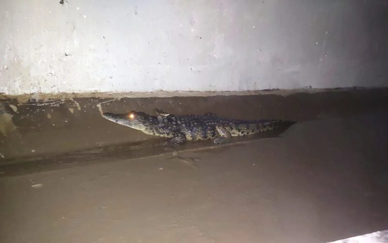 Dois crocodilos encontrados em estruturas de drenagem na Baixa de Maputo