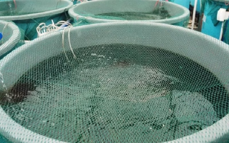 Gaiolas piscícolas vão auxiliar recuperação da aquacultura em Sofala