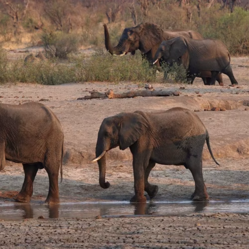 Governo reorganiza gestão da Reserva Especial do Niassa para reforçar conservação