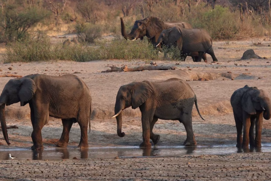 Governo reorganiza gestão da Reserva Especial do Niassa para reforçar conservação