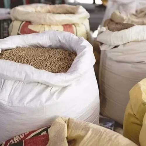 Maputo precisa de 75 toneladas de sementes para reactivar agricultura
