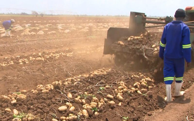 Marara intensifica processamento agrícola para combater escassez alimentar