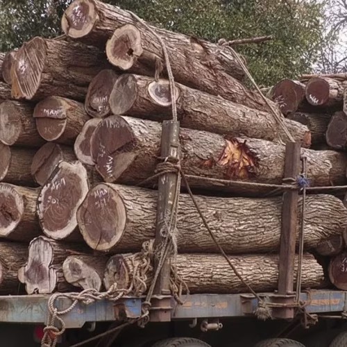 Moçambique intensifica combate à exploração ilegal de madeira