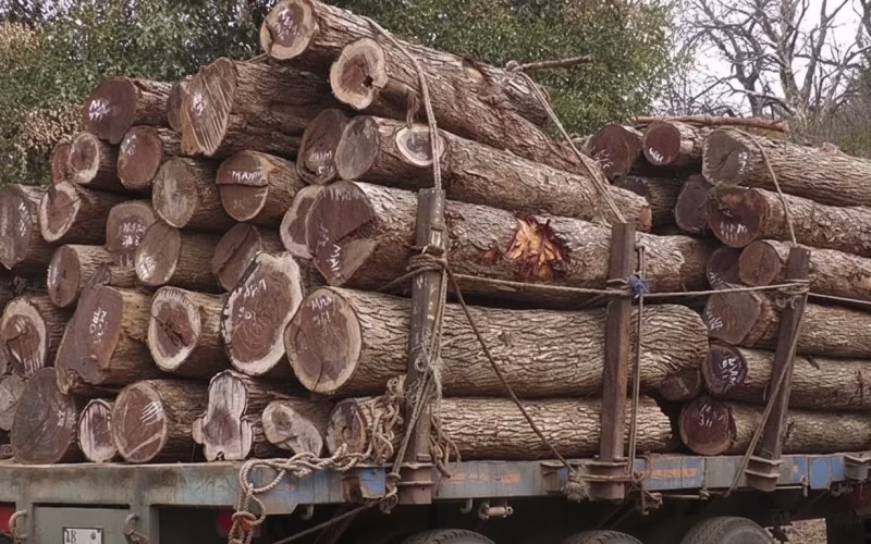 Moçambique intensifica combate à exploração ilegal de madeira