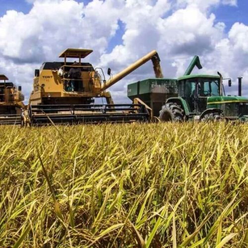 Moçambique projecta autossuficiência na produção de arroz em quatro anos