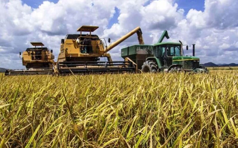 Moçambique projecta autossuficiência na produção de arroz em quatro anos