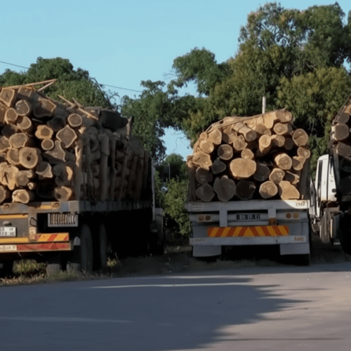 Tete: Autoridades interceptam carga ilegal de madeira preciosa na N9
