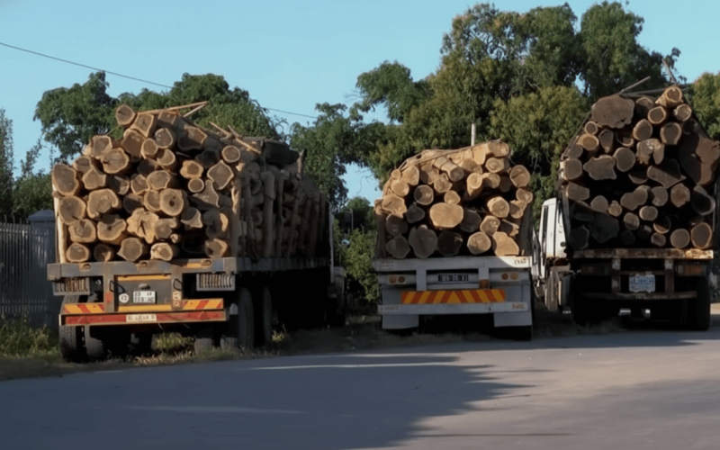 Tete: Autoridades interceptam carga ilegal de madeira preciosa na N9
