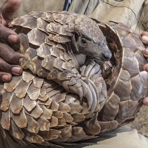 Tráfico de pangolins leva à detenção de três indivíduos em Mapai