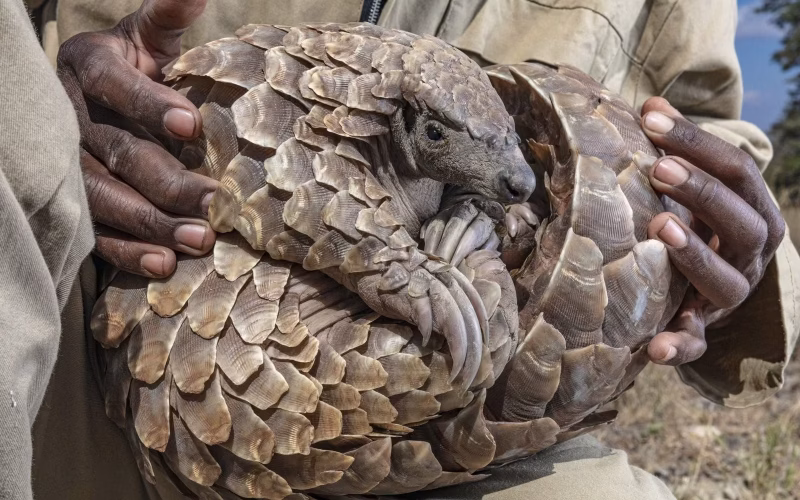 Tráfico de pangolins leva à detenção de três indivíduos em Mapai