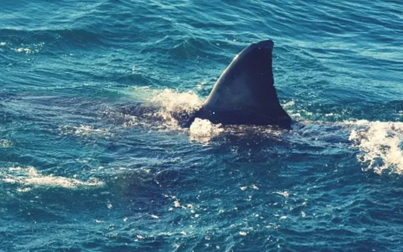 Tubarão ataca e mata pescador na costa de Inhambane
