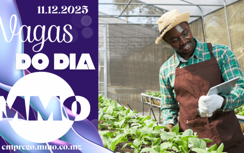 Vaga de emprego do dia 11 de Dezembro de 2025 (30 vagas)