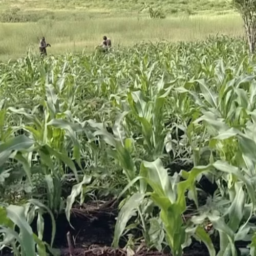 Zambézia arrecada mais de 20 bilhões de meticais na campanha agrária