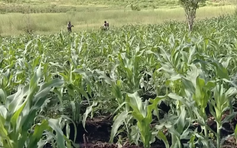 Zambézia arrecada mais de 20 bilhões de meticais na campanha agrária
